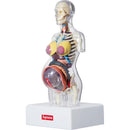 Supreme Female Anatomy Model Clear