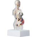 Supreme Female Anatomy Model Clear